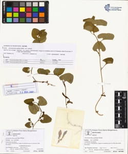 Aristolochia pallida Willd. var pallida