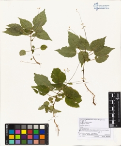 Circaea alpina L.