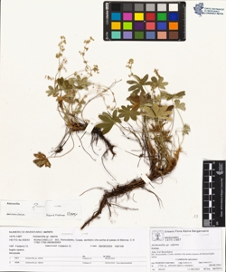 Alchemilla gr. alpina
