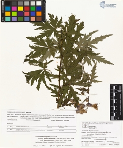 Aconitum degenii Gayer subsp. paniculatum (Arcangeli) Mucher var turrachen
