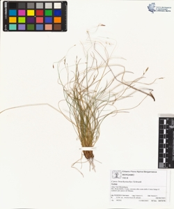 Carex brachystachys Schrank