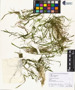 Potamogeton pus¿llus L.