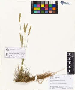 Koeleria macrantha (Ledeb.) Sprengel