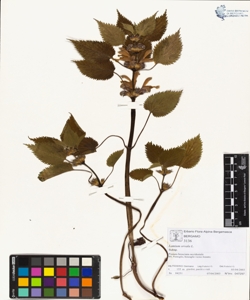 Lamium orvala L.
