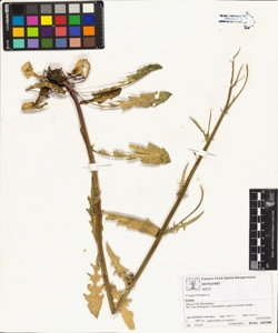 Crepis biennis L.