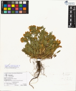 Anthyllis vulneraria L. subsp. polyphylla (DC.) Nyman