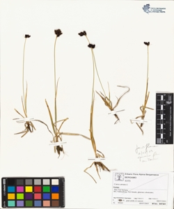 Carex parviflora Host
