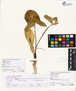 Arum maculatum L.