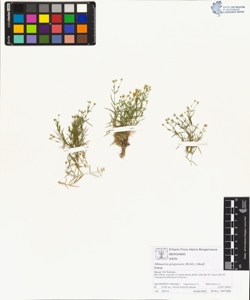 Minuartia grignens¿s (Rchb.) Mattf.