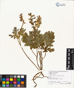 Corydalis cava (L.) Schweigg. et Koerte
