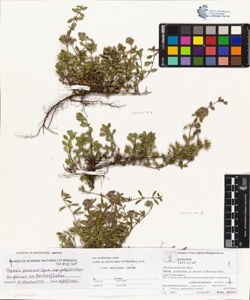 Thymus praecox Opiz subsp. polytrichus (A. Kerner ex Borbas) Jalas