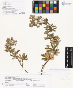 Potentilla argentea L.