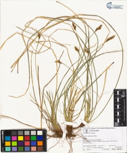 Carex umbrosa Host