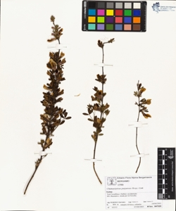 Chamaecytisus purpureus (Scop.) Link