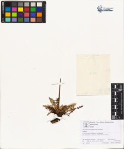 Taraxacum officinale (Aggr.)
