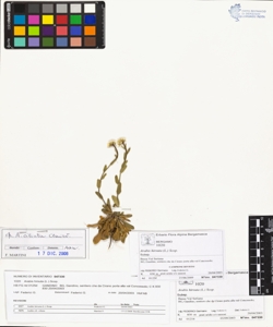 Arabis hirsuta (L.) Scop.