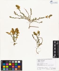 Genista tinctoria L subsp. tenuifolia (Loisel.) Pign.