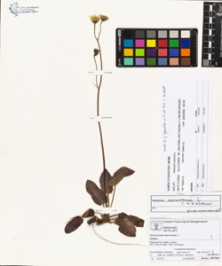Hieracium murorum L.
