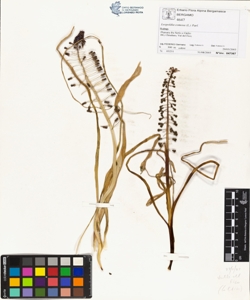 Leopoldia comosa (L.) Parl.