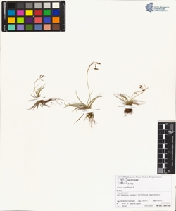 Carex capillaris L.