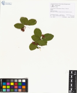 Cotoneaster nebrodens¿s (Guss.) C.Koch