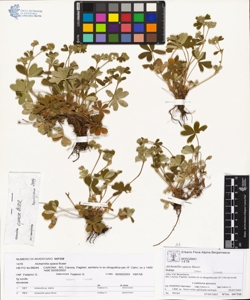 Alchemilla opaca Buser