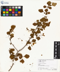 Crataegus oxyacantha L.