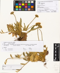 Hieracium pilosella L.