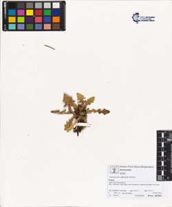 Taraxacum officinale (Aggr.)