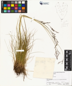 Festuca puccinellii Parl.
