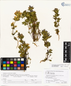 Gentianella anisodonta (Borb.) A. & D. L¿ve var engadinens¿s