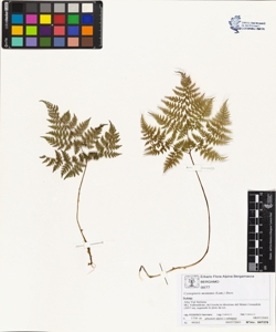 Cystopteris montana (Lam.) Desv.