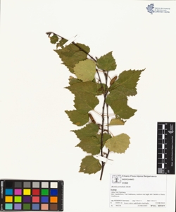 Betula pendula Roth
