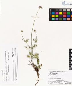 Scabiosa gramuntia L.