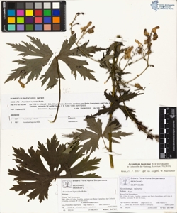 Aconitum lupicida Rchb.