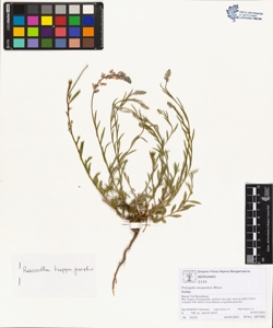 Polygala nicaeens¿s Risso