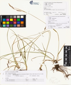 Carex ferruginea Scop.