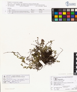 Thymus praecox Opiz subsp. polytrichus (A. Kerner ex Borbas) Jalas
