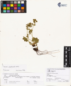 Alchemilla monticola Opiz