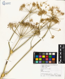 Ferulago nodosa (L.) Boiss.