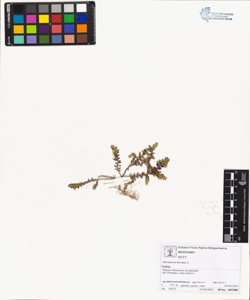 Herniaria hirsuta L.