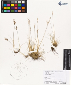 Festuca quadriflora Honck.