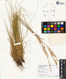 Festuca norica (Hackel) Richter