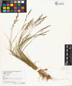 Poa nemoralis L.