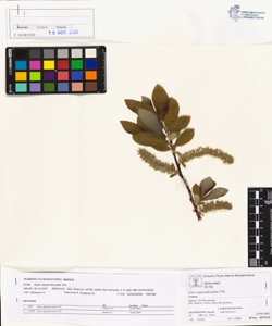 Salix appendiculata Vill.