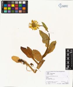Doronicum grandiflorum Lam.