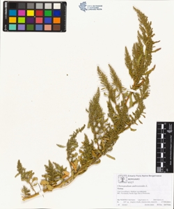 Chenopodium ambros¿oides L.