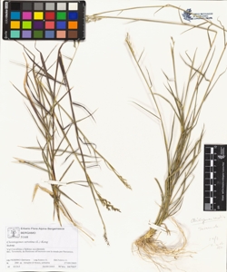 Cleistogenes serotina (L.) Keng