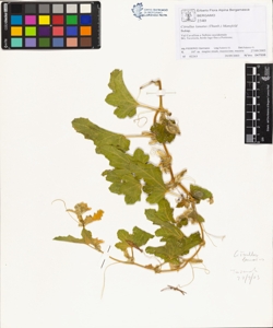 Citrullus lanatus (Thunb.) Mansfeld