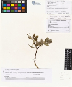 Salix appendiculata Vill.